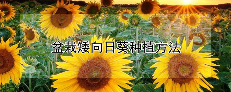 盆栽矮向日葵种植方法（盆栽矮向日葵种植方法视频）