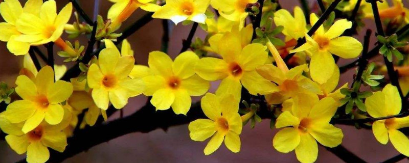 迎春花秋季可以用肥吗 迎春花开花时可以施肥吗