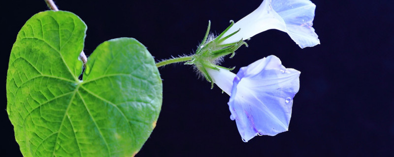 牵牛花的根冬天会死吗（牵牛花的根冬天会死吗图片）