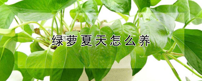 绿萝夏天怎么养（绿萝夏天怎么养才能更旺盛视频）