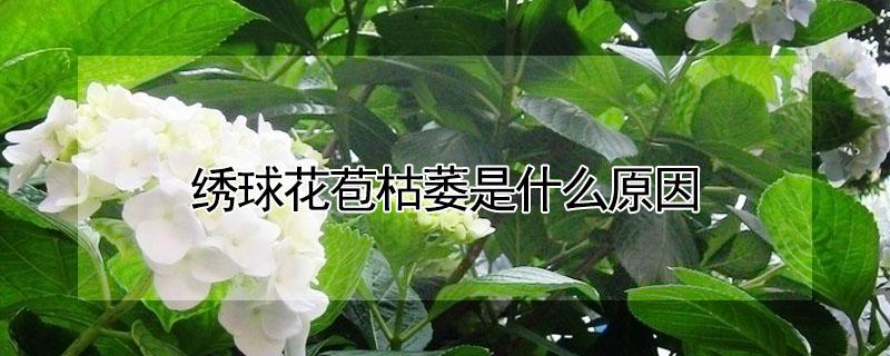 绣球花苞枯萎是什么原因 绣球花苞枯萎是什么原因造成的