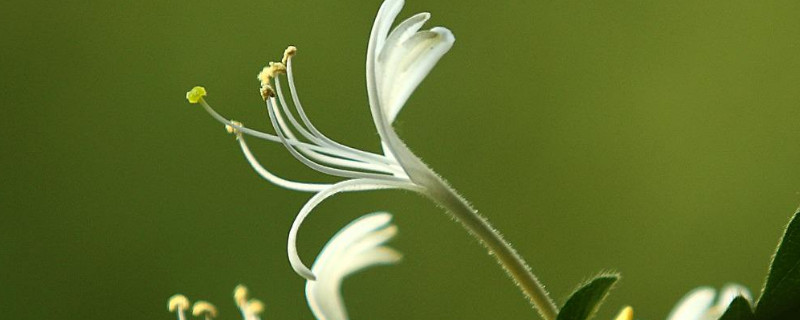 金银花怎么插才能活 金银花怎样插枝才能成活