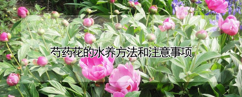 芍药花的水养方法和注意事项（芍药花的水养方法和注意事项有哪些）