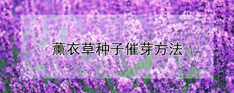 薰衣草种子催芽方法（薰衣草种子催芽多久时间露白）