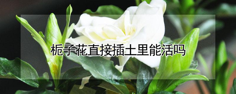 栀子花直接插土里能活吗（栀子花直接插土里能活吗怎么养）