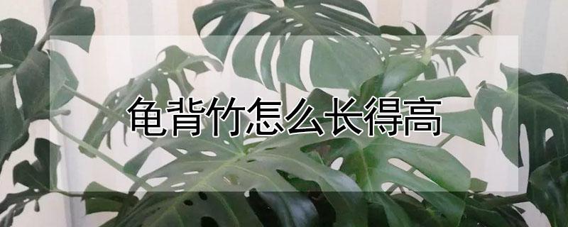 龟背竹怎么长得高 龟背竹怎么长得高大