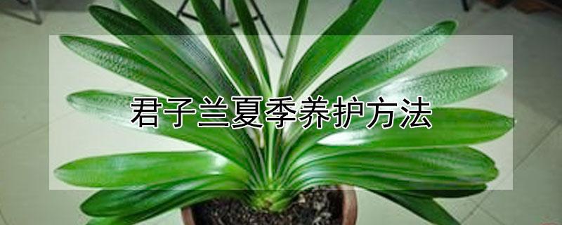 君子兰夏季养护方法（君子兰夏季养护方法图解）