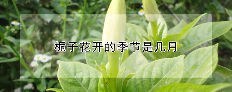 栀子花开的季节是几月（栀子花开的季节是几月到几月）