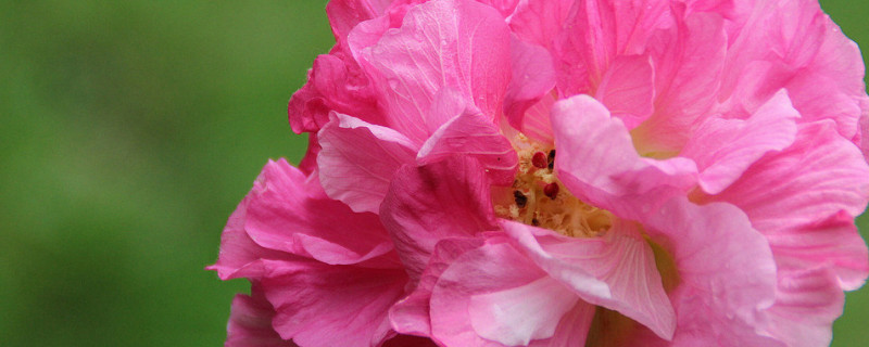 芙蓉花是什么花 芙蓉花是什么花?