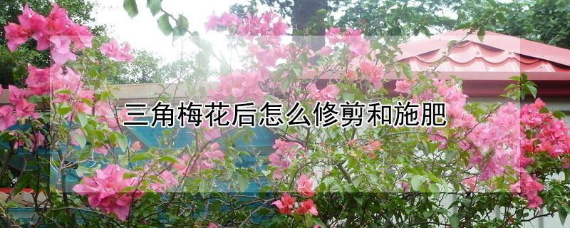 三角梅花后怎么修剪和施肥 三角梅花后怎么修剪和施肥视频