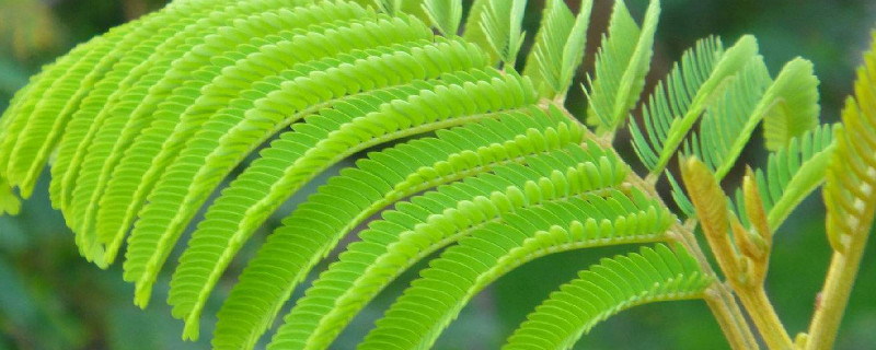 含羞草和什么植物相似 含羞草跟什么植物相似