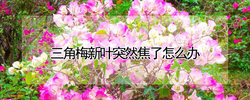 三角梅新叶突然焦了怎么办 三角梅新叶变红是什么原因导致的