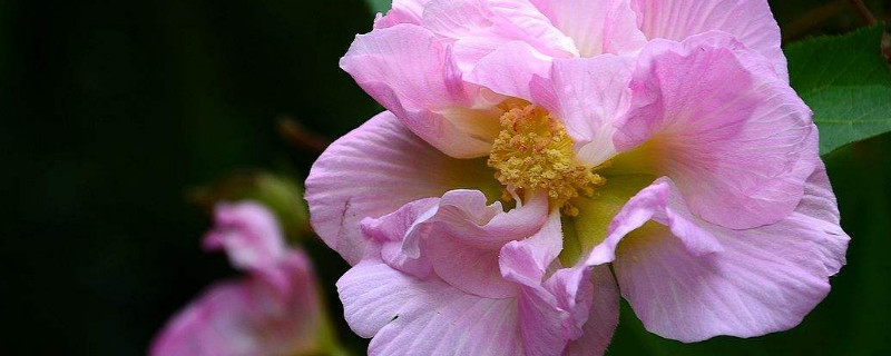 芙蓉花有毒吗 芙蓉花有毒吗能在卧室放吗