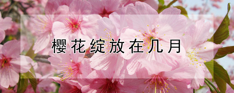 樱花绽放在几月 樱花绽放在几月?