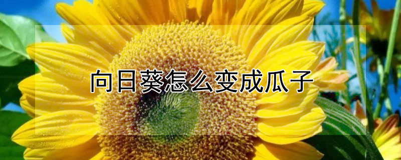 向日葵怎么变成瓜子（向日葵怎么变成瓜子图片）