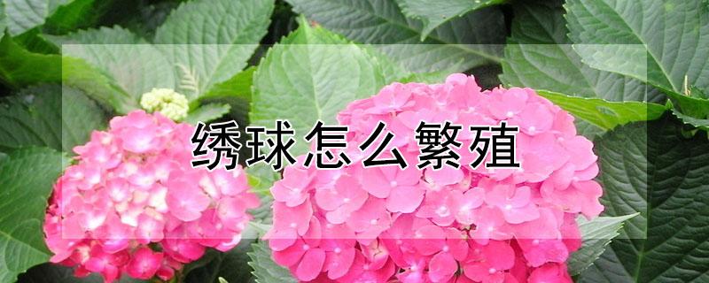 绣球怎么繁殖（绣球怎么繁殖新品）