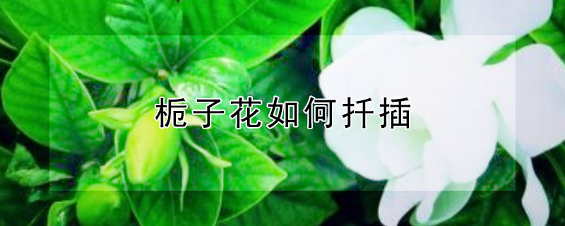 栀子花如何扦插 栀子花如何扦插成活率好