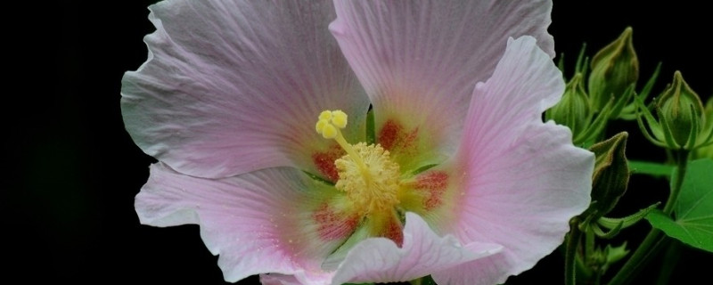 芙蓉花的养殖方法 芙蓉花的养殖方法和注意事项冬季