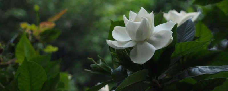 栀子花换盆后叶子黄了 栀子花换盆叶子黄了怎么救
