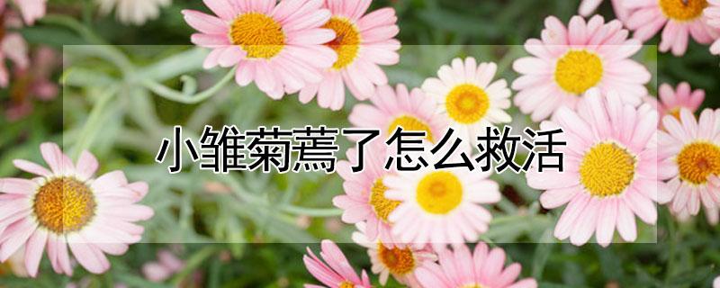 小雏菊蔫了怎么救活（小雏菊蔫了怎么快速急救）
