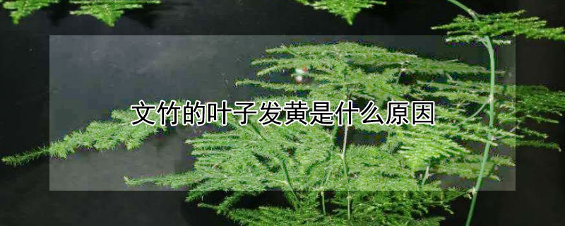 文竹的叶子发黄是什么原因（文竹的叶子发黄是什么原因呢）