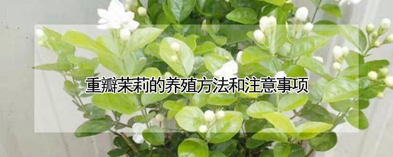 重瓣茉莉的养殖方法和注意事项（重瓣茉莉的养殖方法和注意事项）