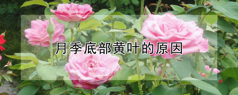 月季底部黄叶的原因 月季底部黄叶的原因怎么拯救