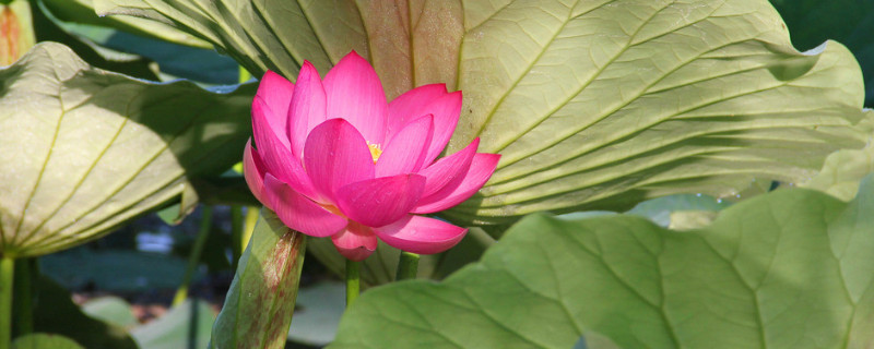 荷花叶枯了怎么办 荷花叶子枯萎怎么回事