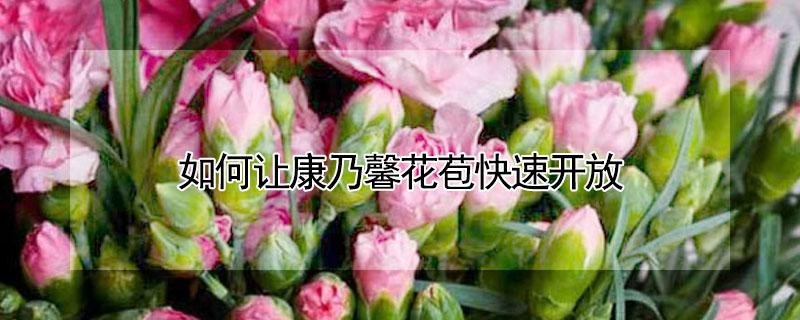 如何让康乃馨花苞快速开放 如何使康乃馨花朵快速开放