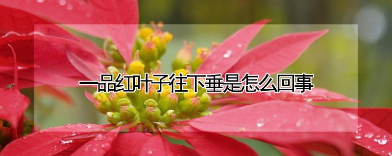 一品红叶子往下垂是怎么回事（一品红叶子发软的原因）