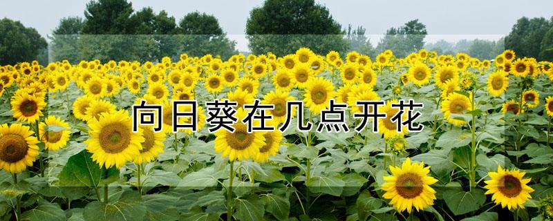 向日葵在几点开花（向日葵在几点开花时间仿写）