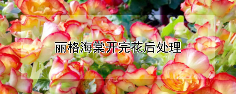 丽格海棠开完花后处理（丽格海棠花开完后怎么修剪）