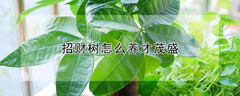 招财树怎么养才茂盛（招财树怎么养才茂盛呢）