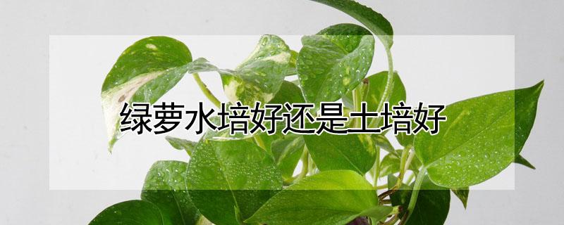 绿萝水培好还是土培好（绿萝水培与土培哪个根系多）
