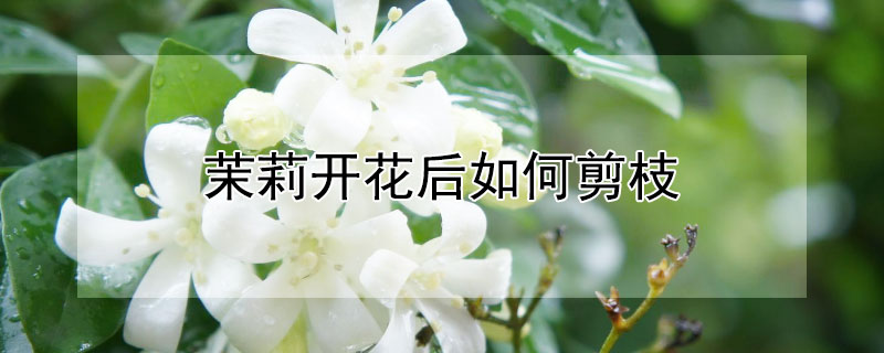 茉莉开花后如何剪枝（茉莉开花后怎么剪枝）