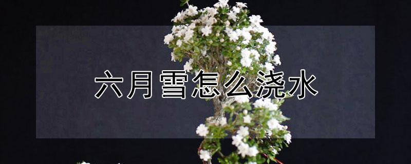 六月雪怎么浇水（六月雪怎么浇水养护）