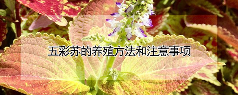 五彩苏的养殖方法和注意事项（五彩苏的养殖方法寿命）