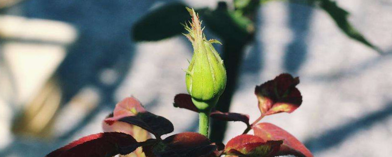 月季花苞期施什么肥 月季花苞期施什么肥料好