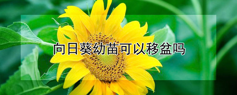 向日葵幼苗可以移盆吗（向日葵幼苗可以移盆吗图片）