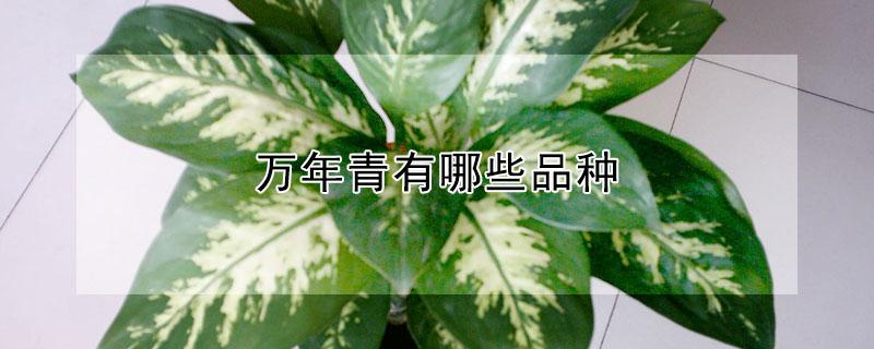 万年青有哪些品种（万年青有哪些品种?）