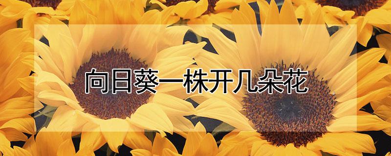 向日葵一株开几朵花 向日葵一株开几朵花啊
