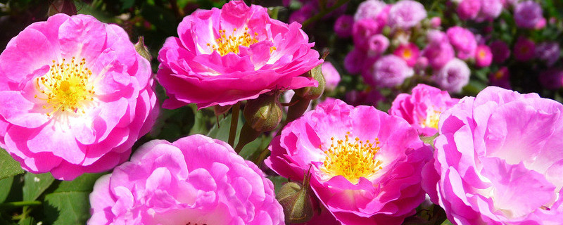 蔷薇花是月季花吗（蔷薇花好看还是月季花好看）