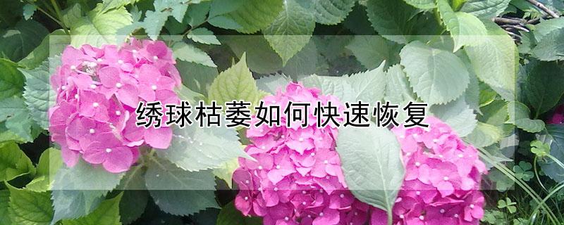 绣球枯萎如何快速恢复（绣球枯萎了）