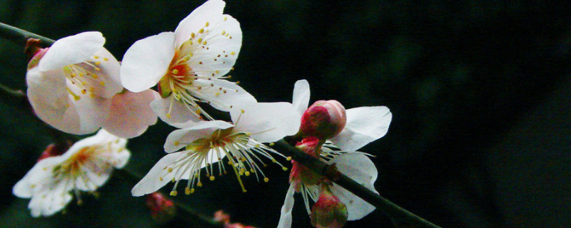 梅花夏天开花吗 梅花在夏天开放吗