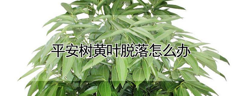 平安树黄叶脱落怎么办 平安树黄叶脱落怎么办视频