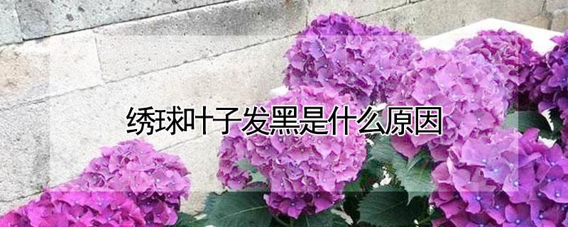 绣球叶子发黑是什么原因 绣球叶子发黑是什么原因呢