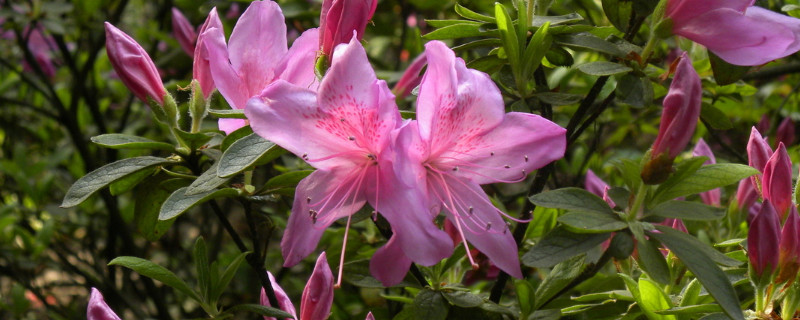 杜鹃花花期的养护（杜鹃花花期的养护与管理）