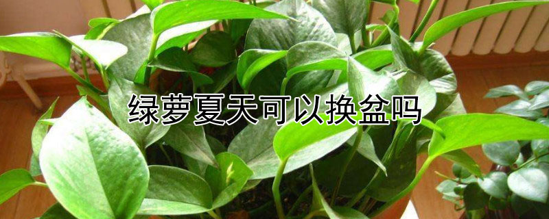 绿萝夏天可以换盆吗（绿萝夏天可以换盆吗视频）