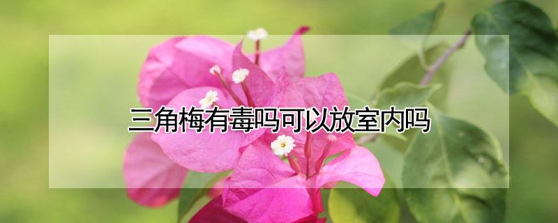 三角梅有毒吗可以放室内吗 三角梅有毒吗可以放室内吗