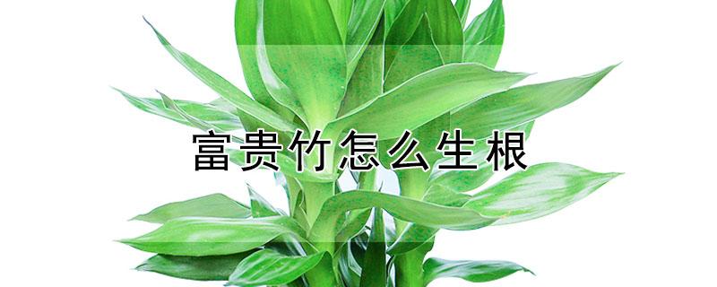 富贵竹怎么生根（冬天养富贵竹怎么生根）